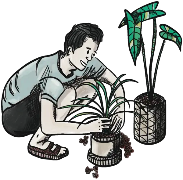 zimmerpflanzen töpfe