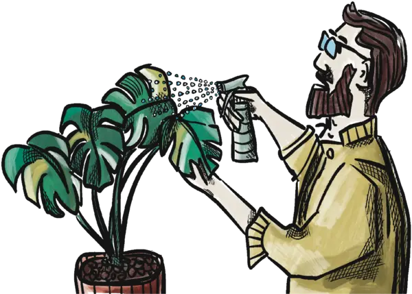 zimmerpflanzen pflege