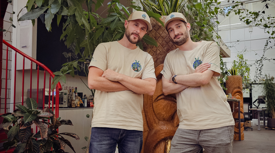 zimmerpflanzen über uns